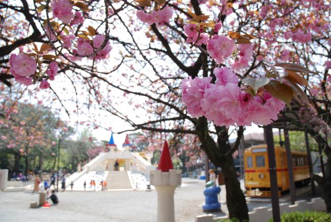 飛鳥山公園（八重桜）