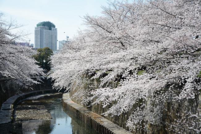 sakura