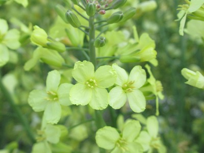 ブロッコリーの花