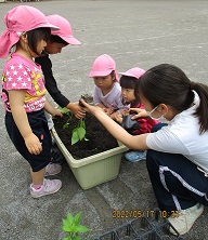 苗植え