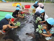 苗植え