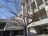 060401_sakura01.jpg