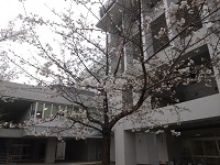 060404_sakura02.jpg