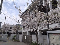 060407_sakura01.JPG