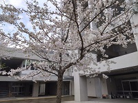 060407_sakura02.JPG