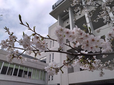 060407_sakura03.JPG