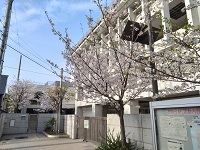 060408_sakura01.jpg