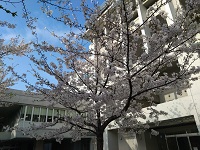 060408_sakura02.jpg