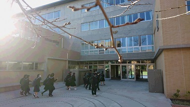 030219_sakuratubomi.jpg