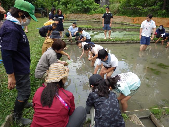 田植え