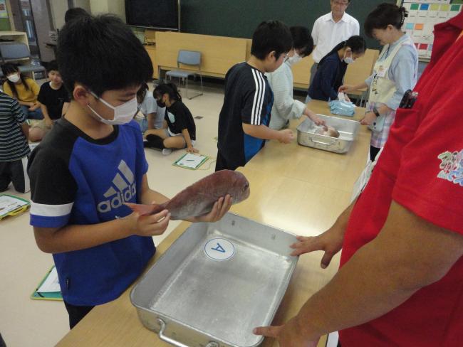 「どちらが天然でどちらが真鯛？」