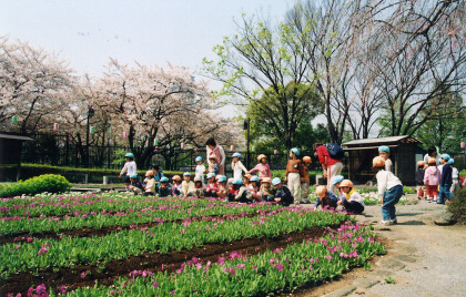 浮間ヶ原桜草圃場の写真