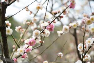 見頃を迎えた「思いのまま」（3月1日）