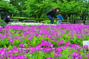 昨年の浮間ヶ原桜草圃場の様子