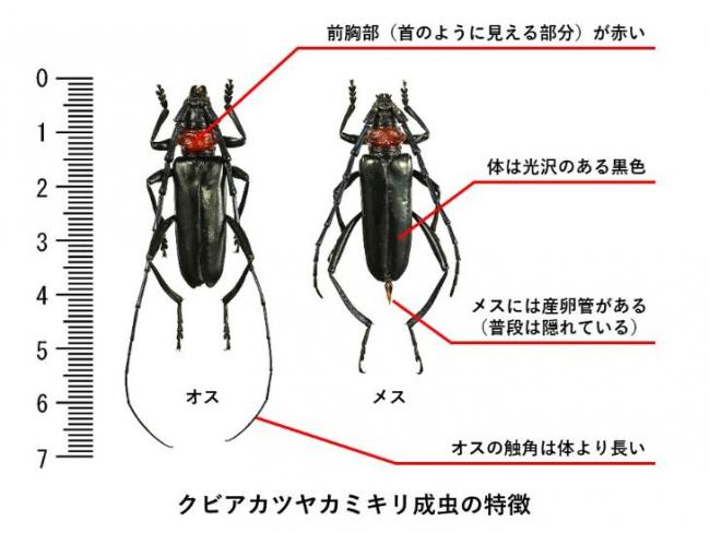 クロジャコウカミキリ