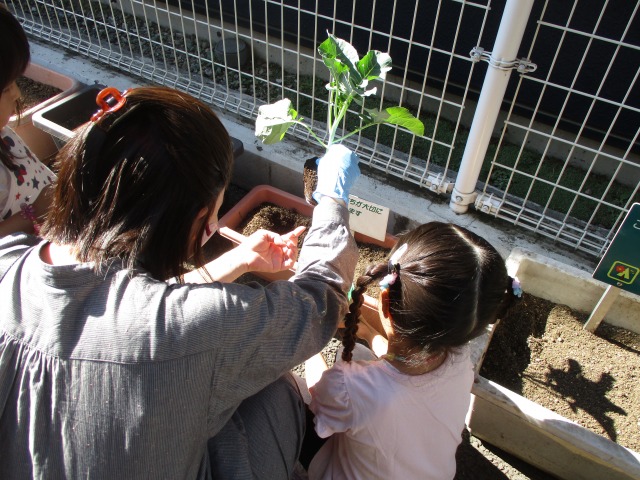 野菜植え