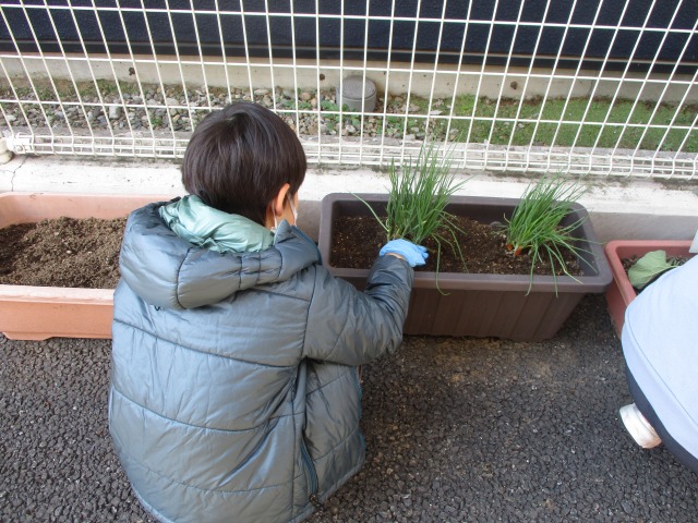 わけぎ植え