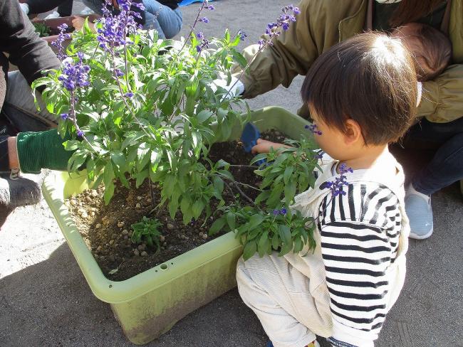 もぐもぐ花植え