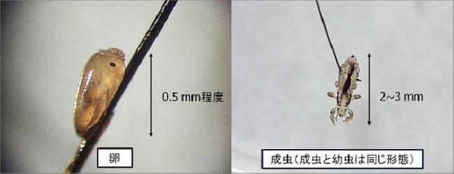 卵・成虫の形と大きさ