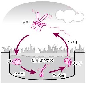 蚊の生活史